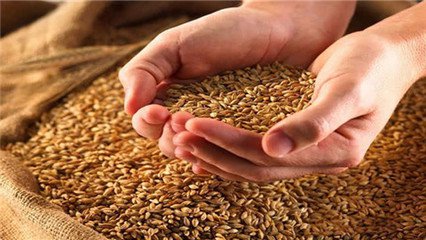 夏糧成熟在即，五條出路確保農民“增收”！