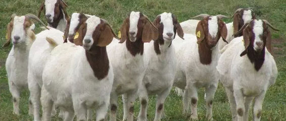 新觀點|既然鼓勵種“青儲玉米”，何不考慮“種草養羊”？