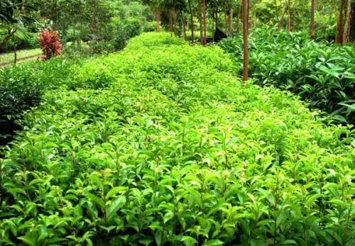 微信圖片_20171113092903 7.jpg