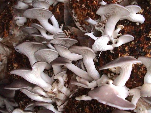 微信圖片_20171113092909 8.jpg