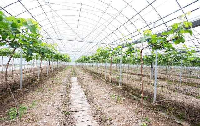 新招！換一個思維做農業，收入也會翻番！