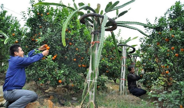 48.jpg 種植業如何跳出失敗怪圈?3條路子送給你,建議收藏