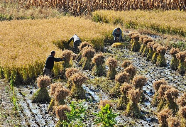 49.jpg 種植業如何跳出失敗怪圈?3條路子送給你,建議收藏