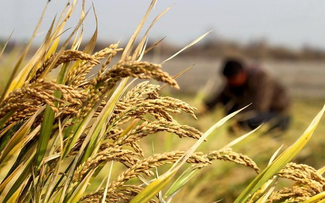 43.jpg 種植業如何跳出失敗怪圈?3條路子送給你,建議收藏