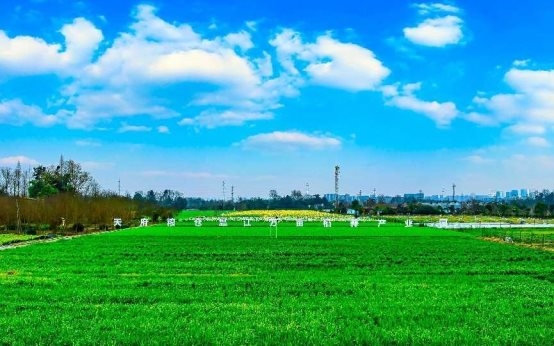 溫江稻蒜輪作繪就“天府糧倉”美麗畫卷