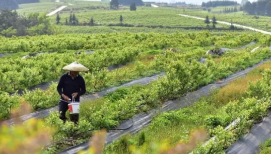 諾普信：藍莓產業還處于投入階段