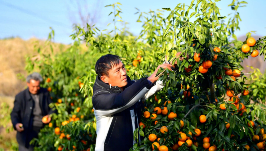 【合作社模式】農民的財富密碼：探究10大鄉村振興創新模式