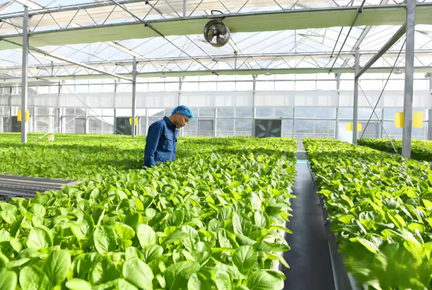 70%利潤歸農(nóng)戶！“公司+合作社+農(nóng)戶”模式正在助推農(nóng)業(yè)轉(zhuǎn)型升級