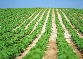 合作社140多萬(wàn)家，怎么做才有補(bǔ)貼拿？（農(nóng)民必看）