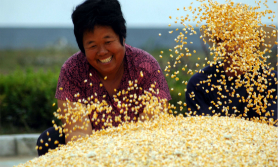 三農日報|研究：化肥是農業面源污染的主要來源；袁隆平團隊培育出“抗癌”水稻