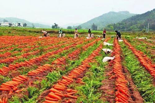 萬億級市場規模！農資行業凸顯4大賽道，哪一種模式更符合時代潮流