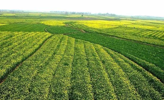 「深度復盤」透視魯西化工電商布局，看農資電商蝶變之路