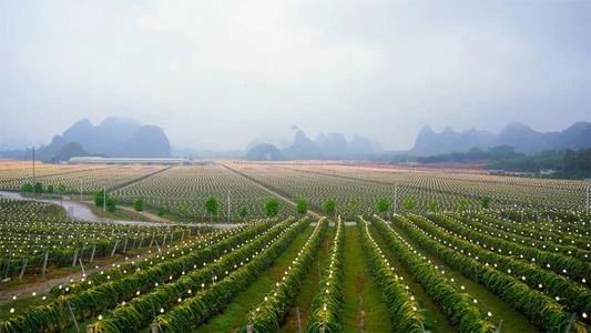 阿里布局農資業務：終于找到行業金礦，決定不做淘金者只做賣水人