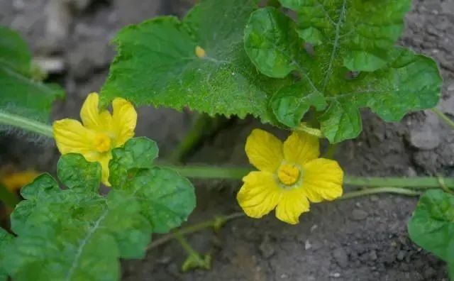 三農日報|政策：我國將加快定點屠宰工作；數據：中國有機肥市場缺口超900萬噸