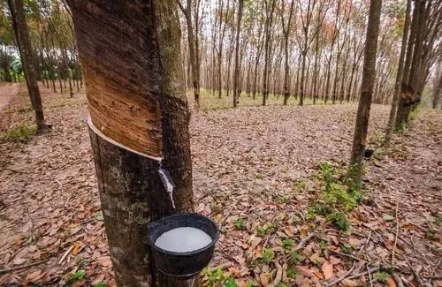 【海外農業】泰國循環農業與有機肥資源利用的發展與啟示