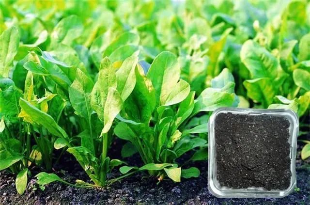 【產業分析】中國生物有機肥的發展現狀與趨勢