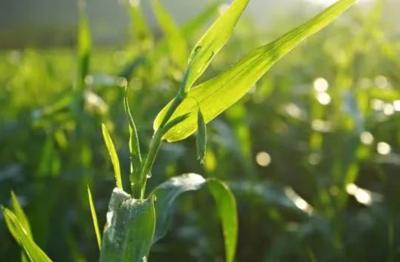 競爭慘烈！農(nóng)資行業(yè)7條創(chuàng)新之路，引爆未來農(nóng)資