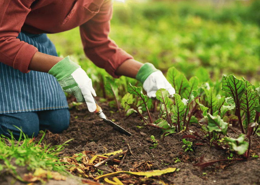 【農(nóng)資行業(yè)】2025 年有機(jī)肥市場(chǎng)爆發(fā)前夜：這三大細(xì)分領(lǐng)域?qū)⒊尚滤{(lán)海