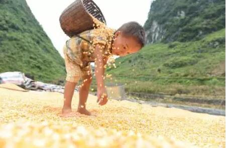 警惕！未來10年，中國這4大農業問題必須解決