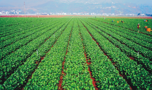 英聯利農：擬投資500萬開拓農業種植市場