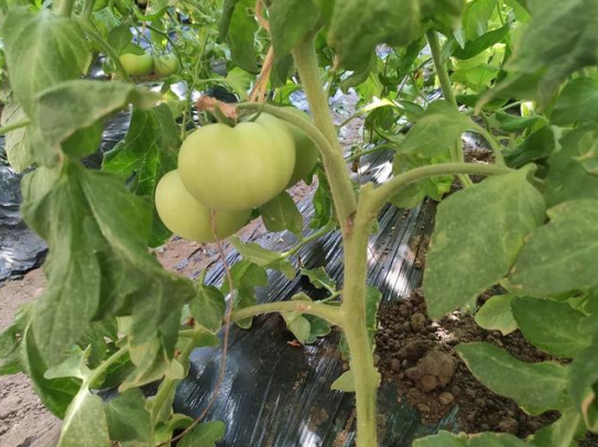 慢肥：引領智能肥料發展新方向