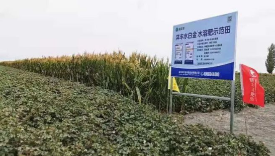 新洋豐股份：建設(shè)“新國肥”示范田近4萬塊