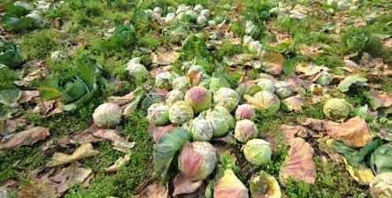 從年收入80萬到負債50萬，富翁變負翁，農業創業者灑淚總結了5點！