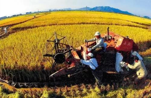 三農(nóng)日報(bào)|玉米生產(chǎn)者補(bǔ)貼政策或?qū)⒄{(diào)整；中國進(jìn)入農(nóng)業(yè)知識產(chǎn)權(quán)時(shí)代