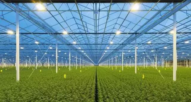 學(xué)習(xí)|荷蘭農(nóng)業(yè)發(fā)達(dá)的秘密就隱藏這里：溫室種植！