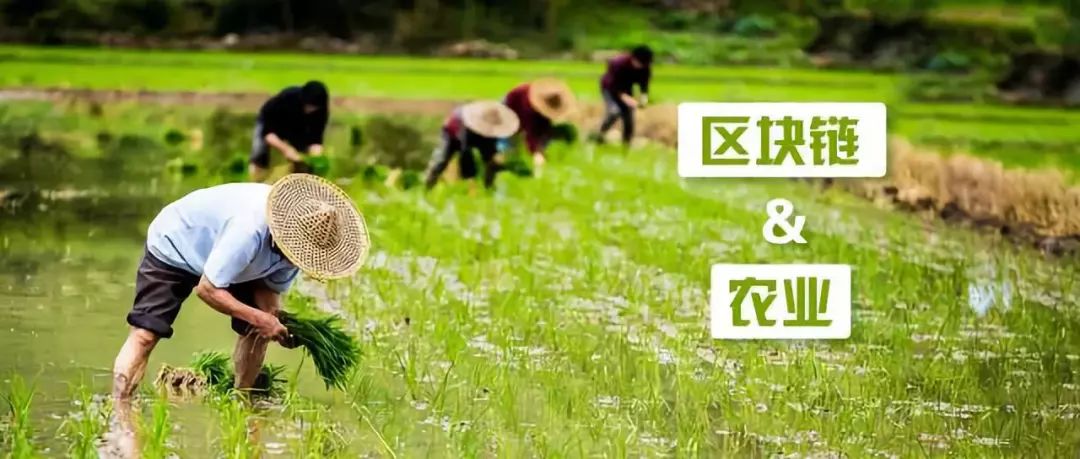 農業新趨勢|2019區塊鏈+農業如何淘金