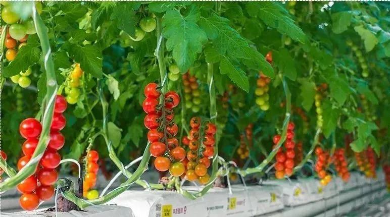 【農業模式】物聯網技術在智能溫室中的應用