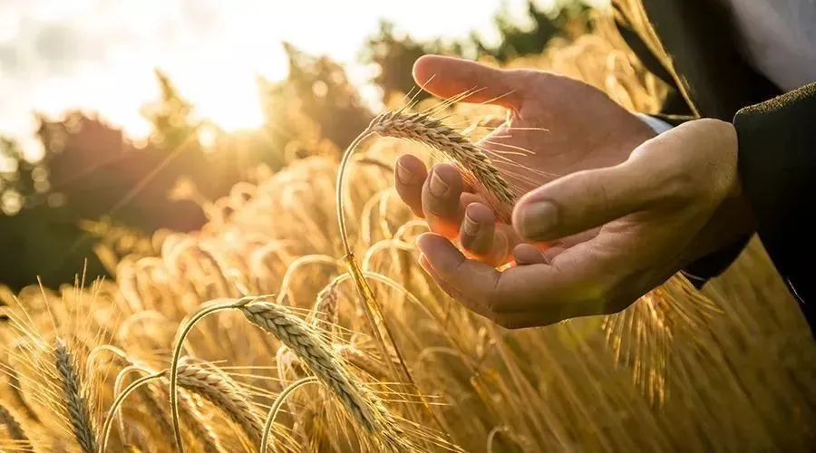 區(qū)塊鏈技術(shù)：重構(gòu)農(nóng)業(yè)價值鏈！