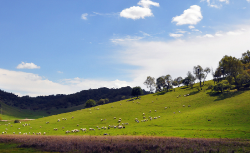 【智能養殖】物聯網智慧養殖是如何扎根農牧行業的？