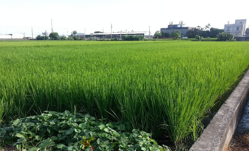 《農(nóng)村土地承包法》時隔14年迎來大修，關(guān)乎6億中國人生存