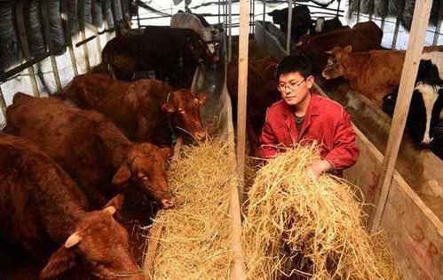 紀實|農(nóng)村返鄉(xiāng)青年的創(chuàng)業(yè)之困：融資難、收益低、生產(chǎn)投資周期長...