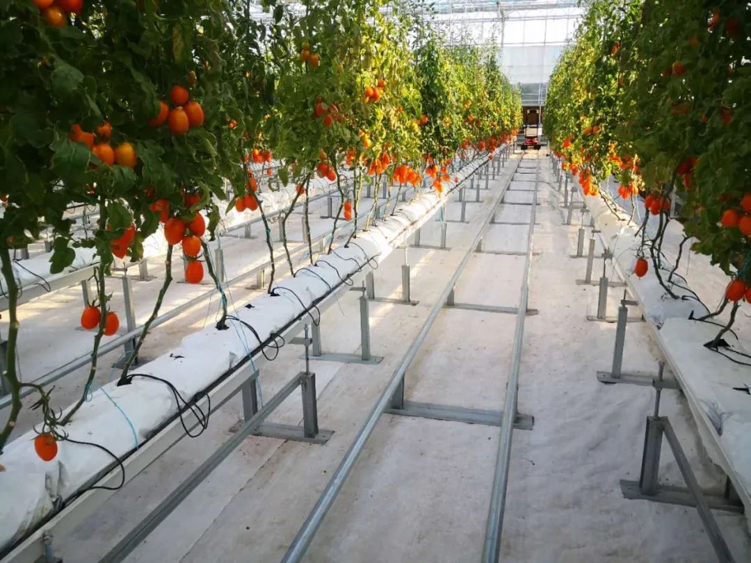 【商業(yè)案例】山東首家“數(shù)字農場”成鄉(xiāng)村振興“新樣板”