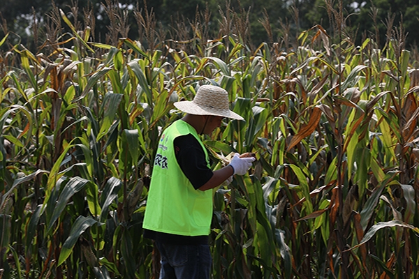 聚焦“助農興農”領域丨打造高效供應鏈體系,云背簍集團助力秋糧收購
