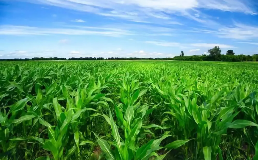 農業農村部關于加快農業發展全面綠色轉型促進鄉村生態振興的指導意見