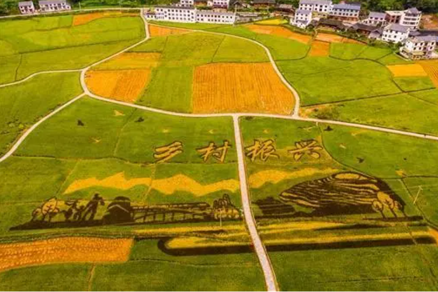 中央財政1770億助力鄉村振興，如何使用？怎么申請？