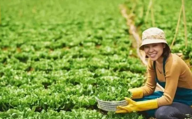 鄉村CEO：中國鄉村經濟新增長極，2025年必火！