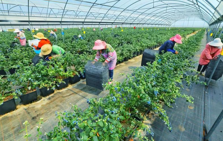 普通人搞鄉村振興：不需要當大老板，可以嘗試做這5件事情