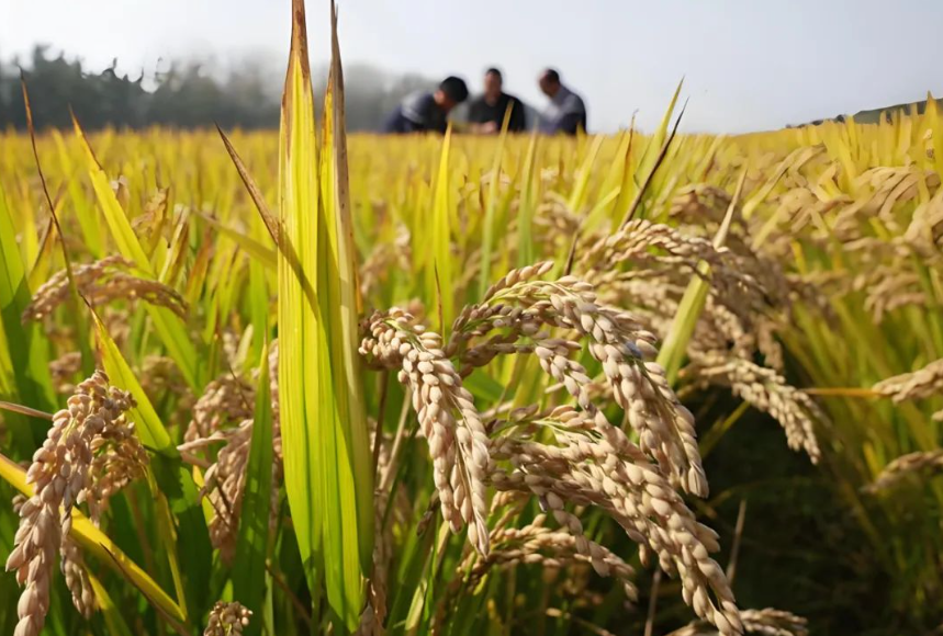 政策青睞!科技小院：鄉(xiāng)村振興新引擎,加速農(nóng)業(yè)科技躍遷