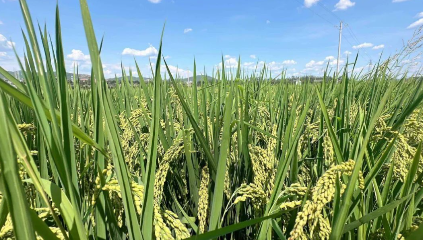 鄉村振興多元產業發展23種模式與實施建議