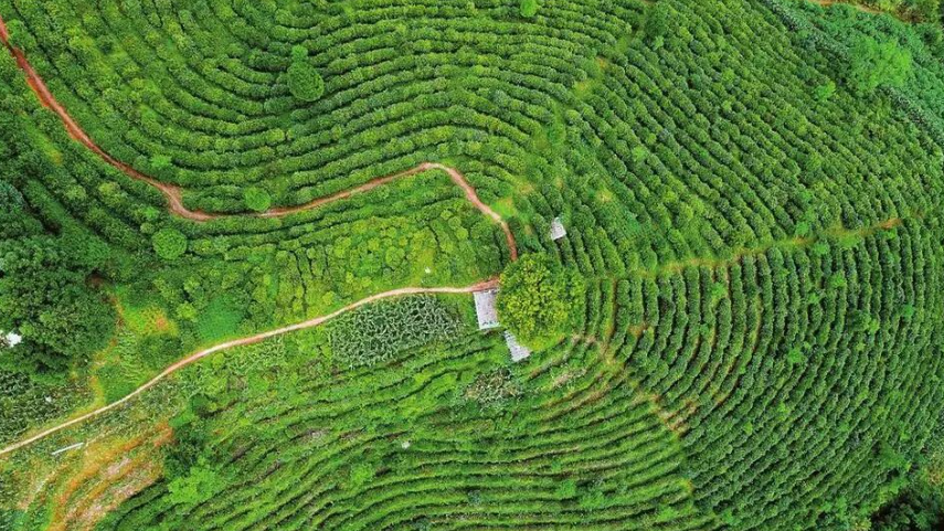 一文讀懂我國“一村一品”政策動向及認定標準！