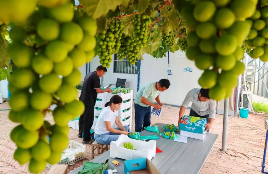 【縣域經濟】助力縣域經濟發展，打造“一縣一品一體系”