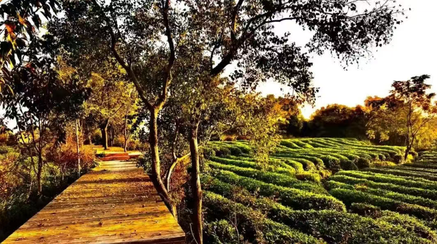 【鄉(xiāng)村振興】因村施策：探索鄉(xiāng)村振興的多元產(chǎn)業(yè)路徑