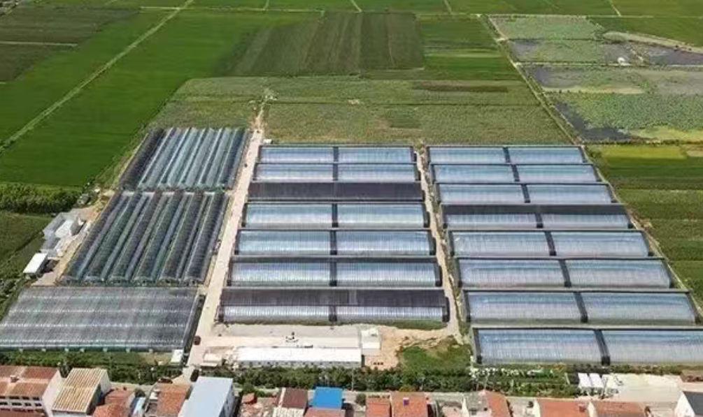 【鄉村振興模式】設施農業+鄉村振興如何干，這里有案例