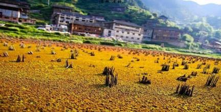 觀點|　親子農業該走哪種運營模式？ 