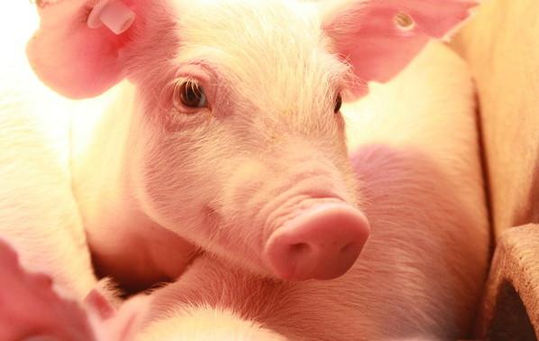 農(nóng)村養(yǎng)豬的年輕人越來(lái)越少，未來(lái)怎么辦？