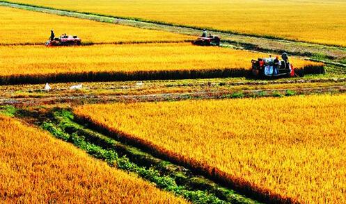 農業部部長：2017年農墾改革要取得4個新突破